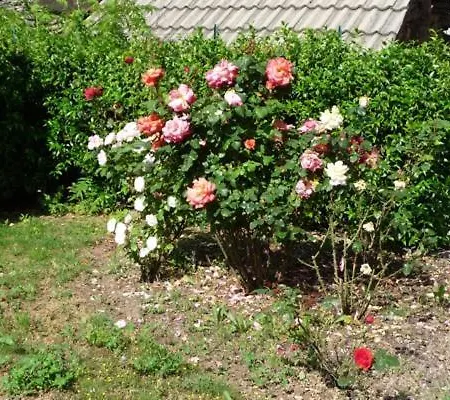 Casa vacanze Haus Rosa Bellavista *